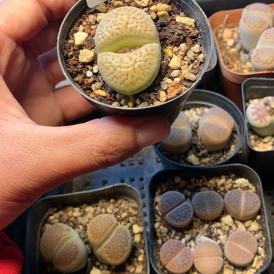 浮***白E321多肉植物保护研究所