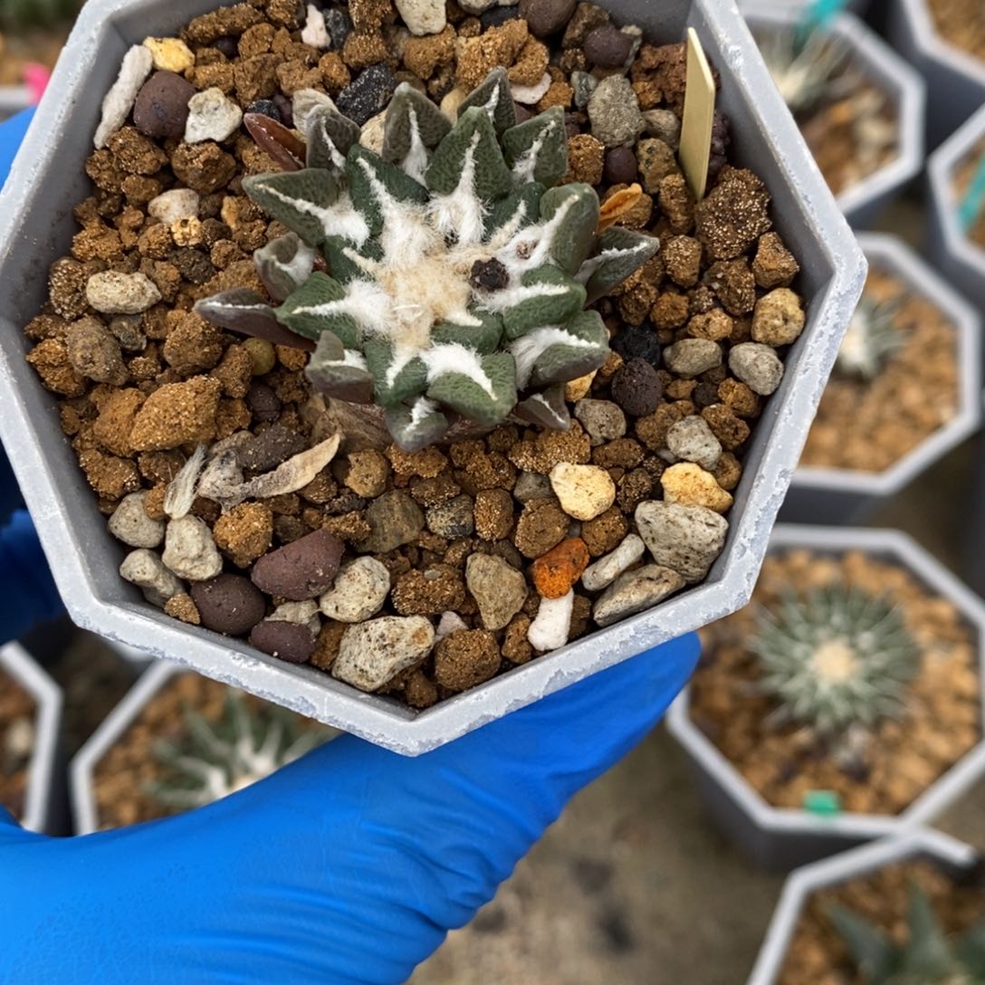 实生黑牡丹姬牡丹3