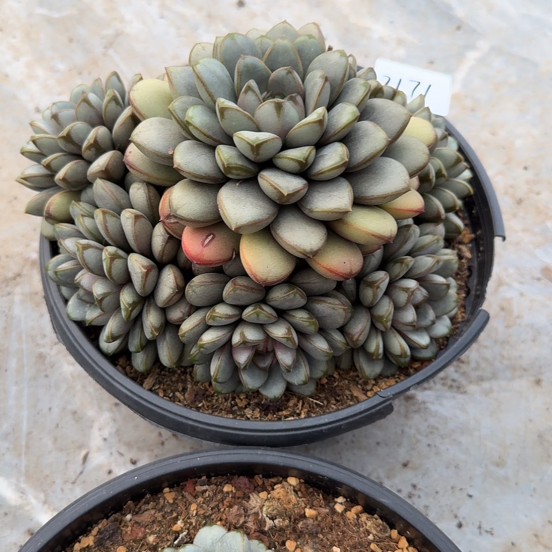 小***赵2171葡萄多肉植物