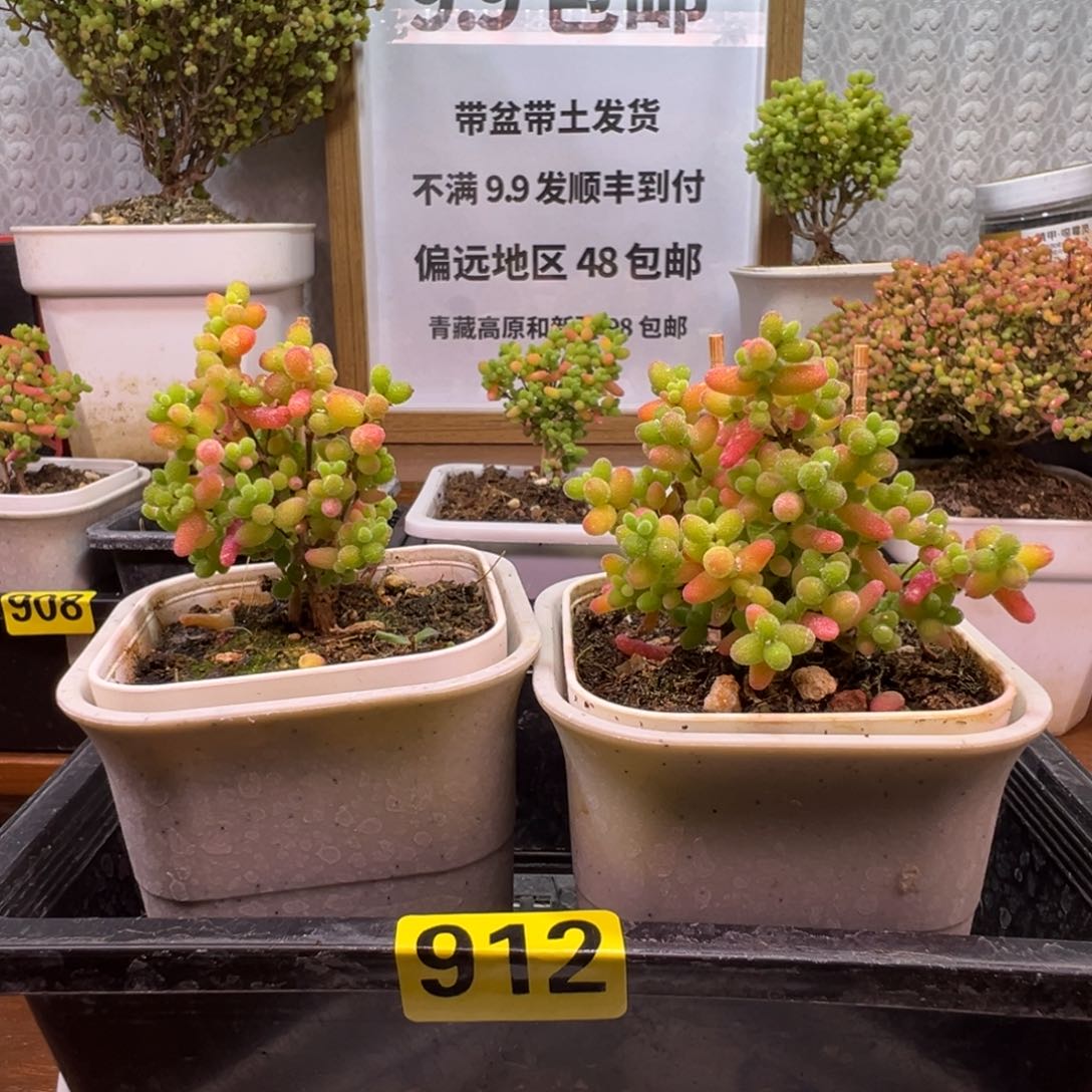 枝干番杏多肉植物912