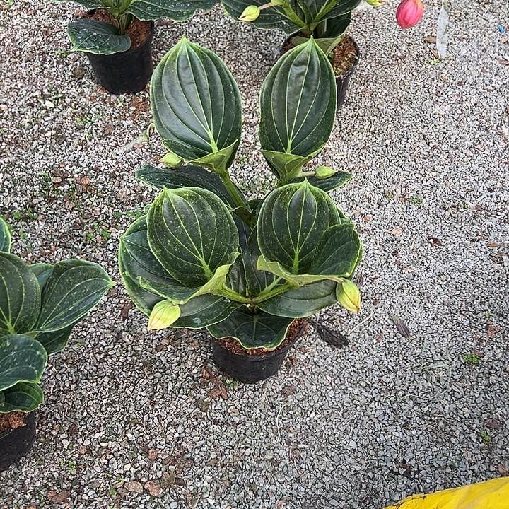 盈***姐无花朵荷兰进口宝莲灯