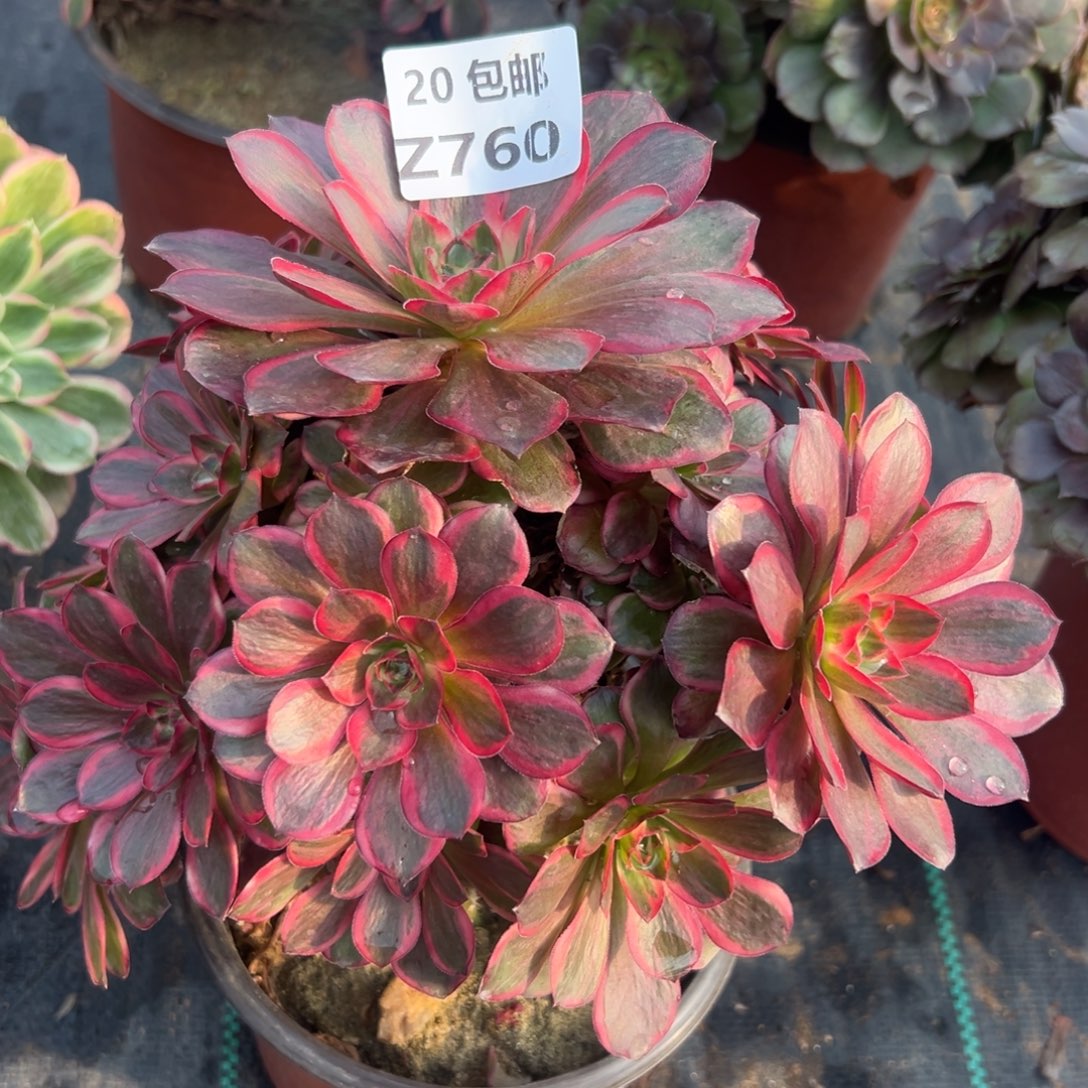 760纳福，满20包邮