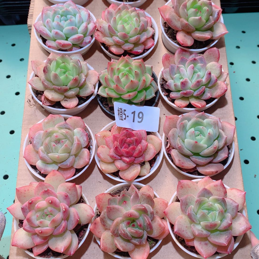 5-19一物一拍多肉带盆18颗