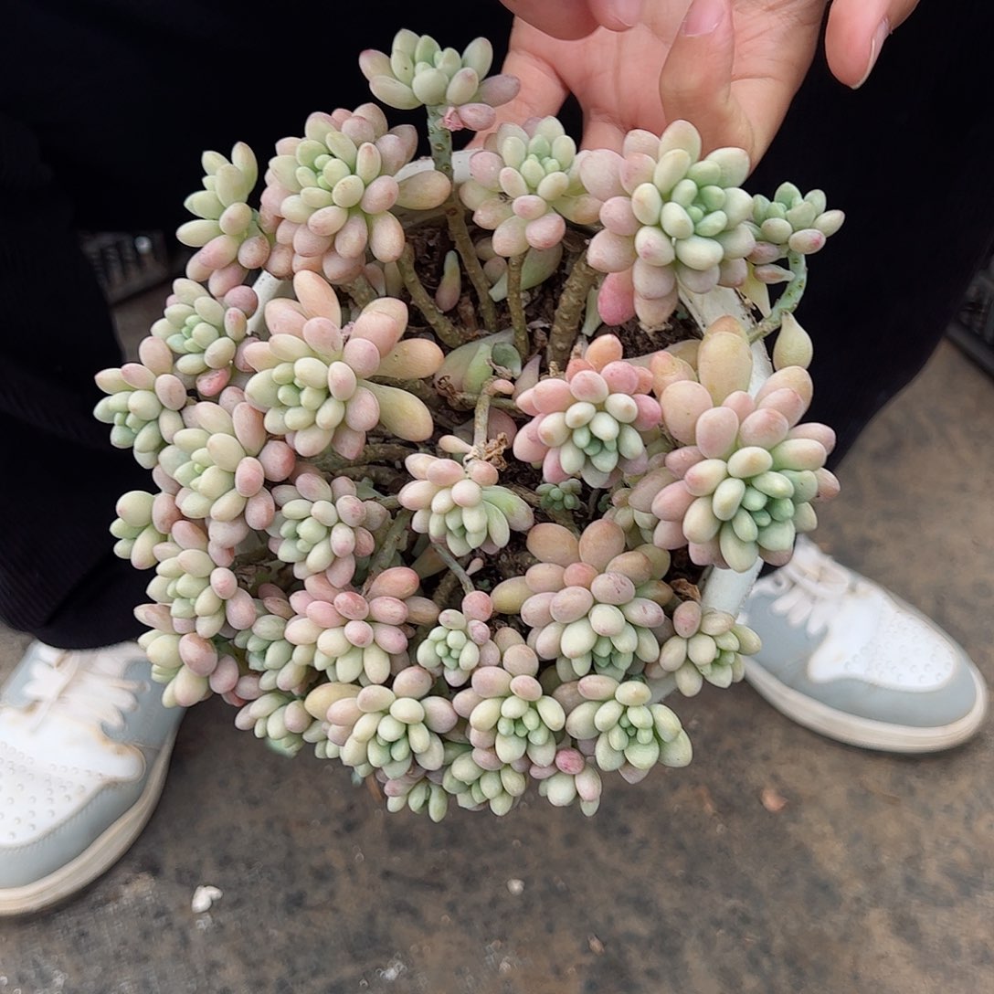 洛可可整桩群生多肉