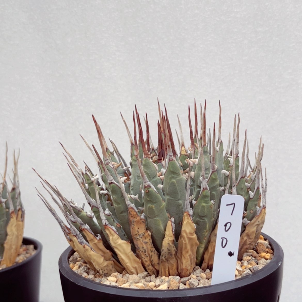 【闪购商品】べ**囝11111111