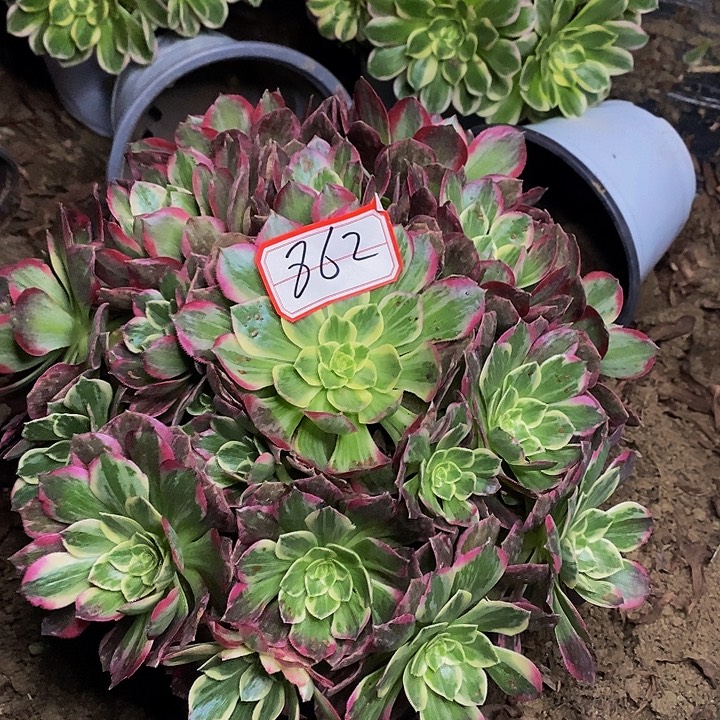 万花筒老桩捧花862好