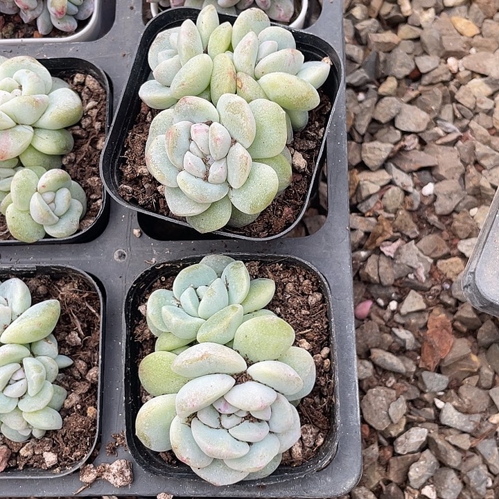 毅***果一物一拍满18包邮