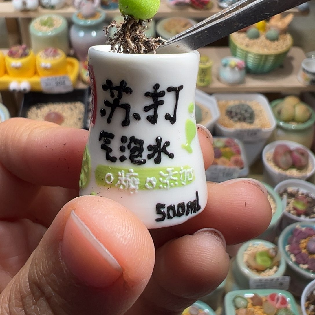 多肉植物256号种好