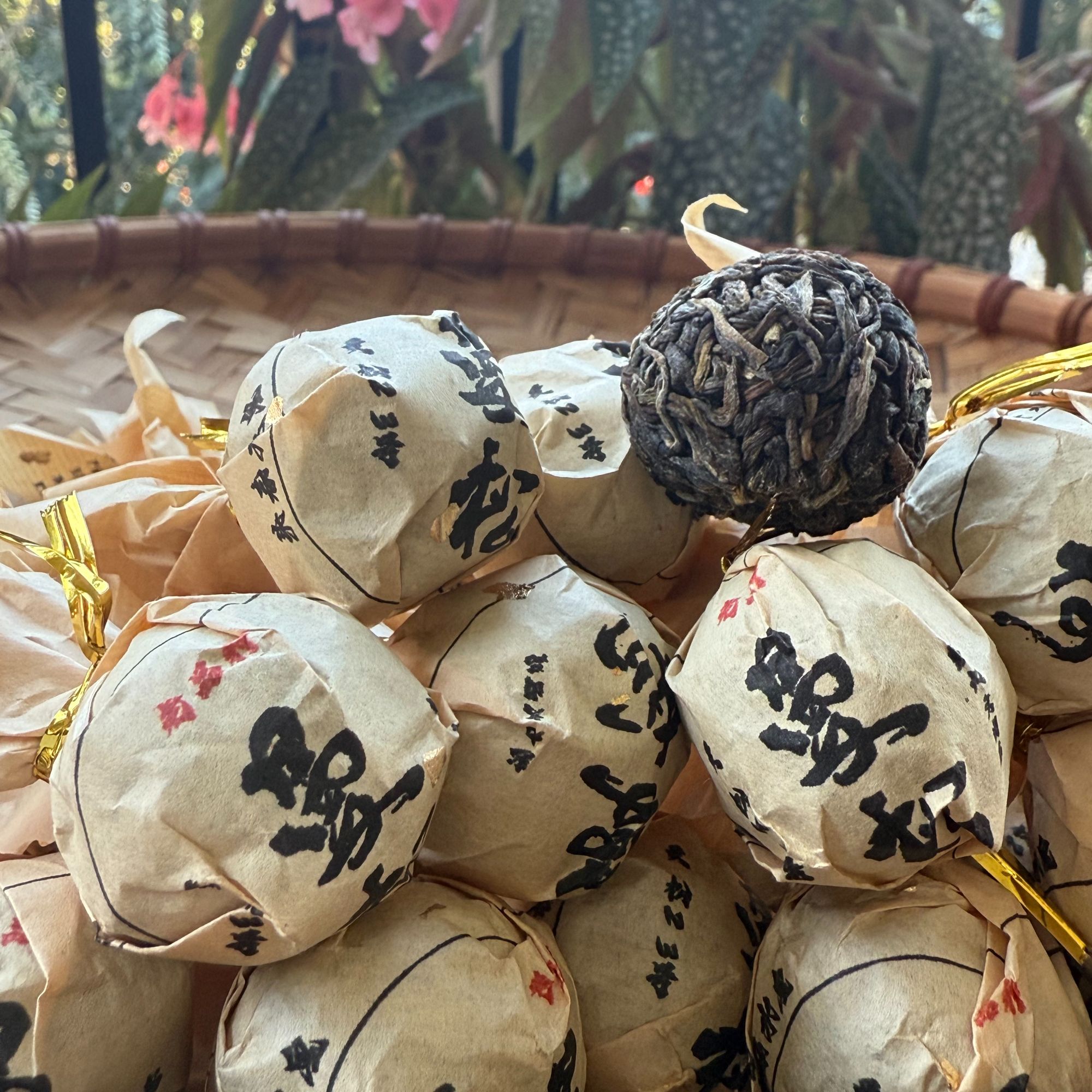 《曼松王子九文》曼松母树老品种龙珠 2025  生 曼松王子山50号