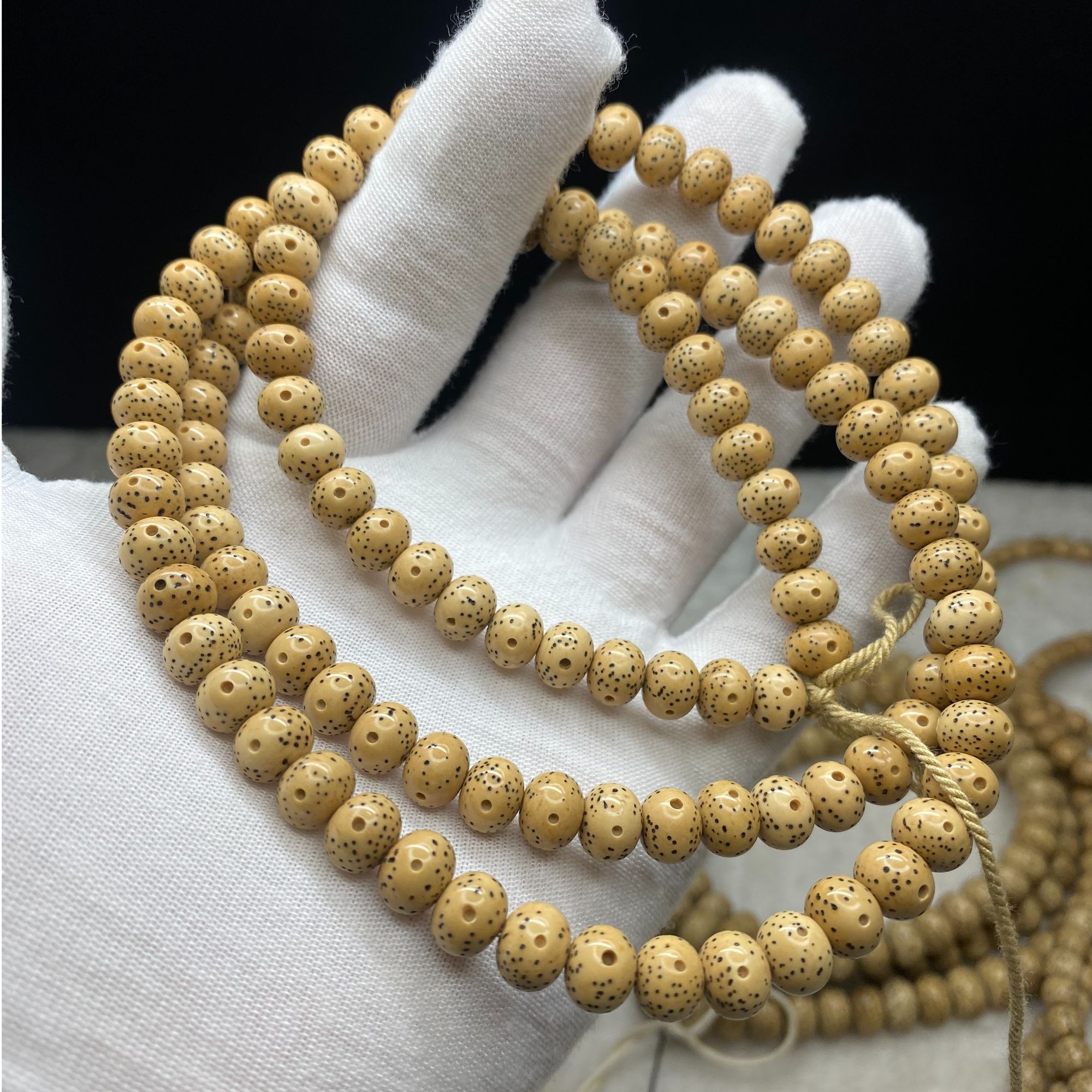 海南星月菩提8年陈籽7X9正月大苹果C59