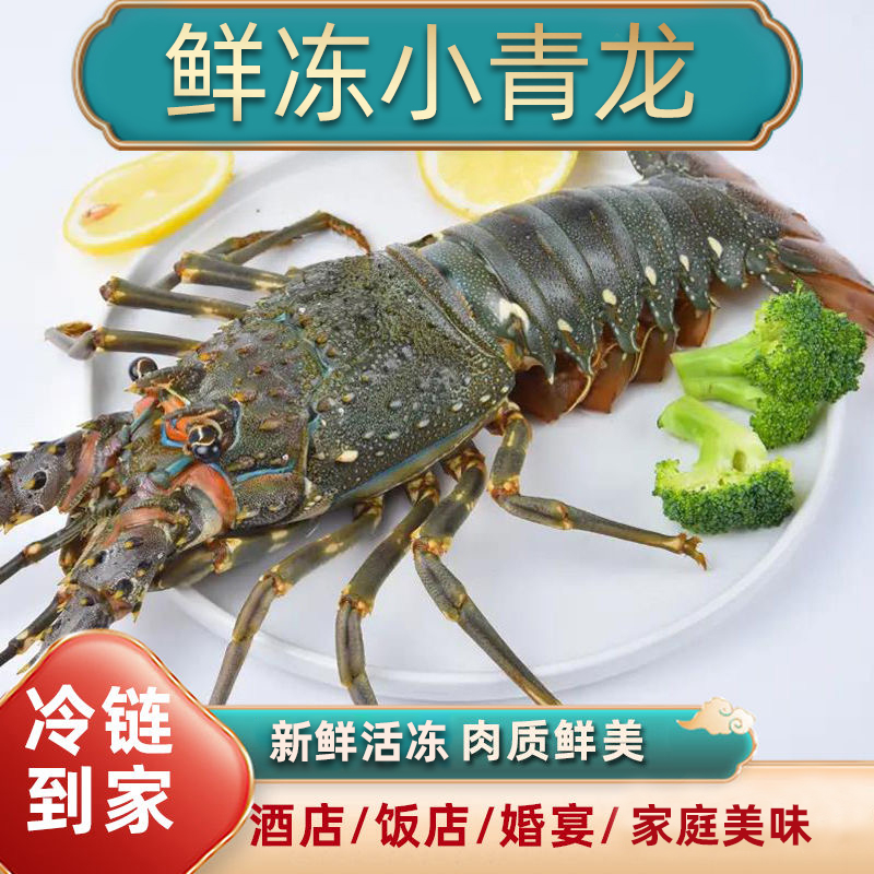 活冻小青龙虾新鲜冷冻海洋龙虾肉嫩好吃冷链直发