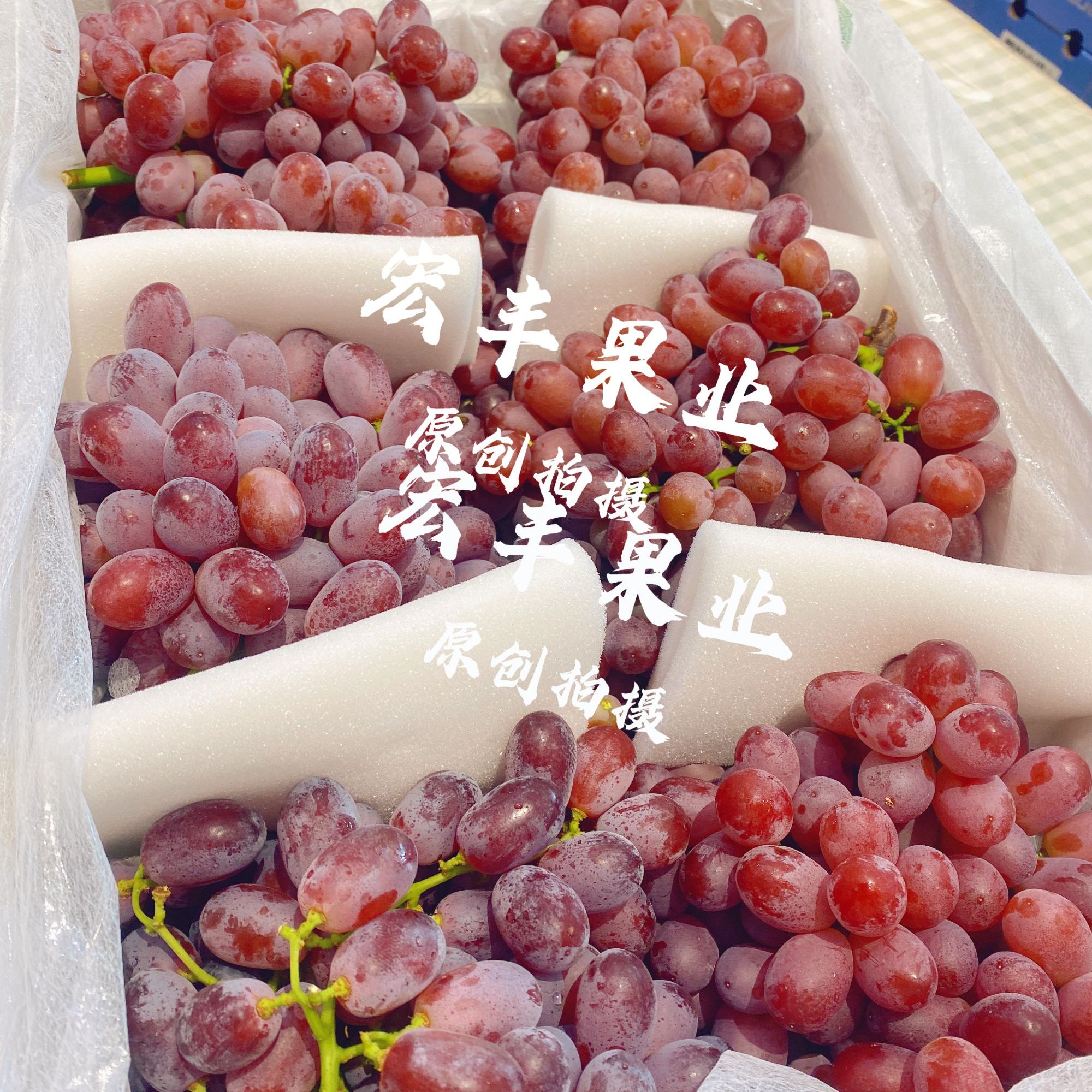 无籽奶提提子2斤装云南省