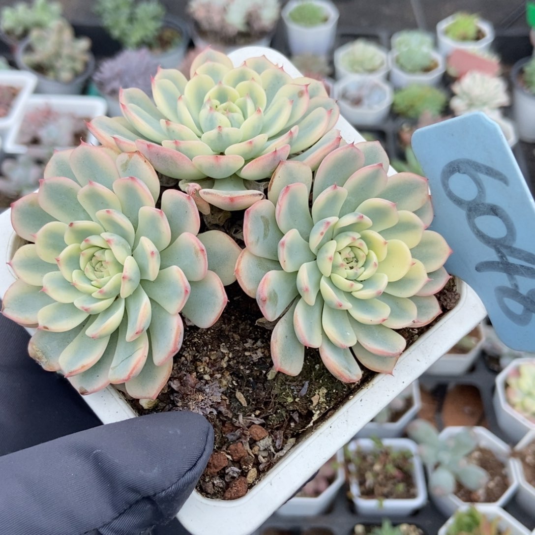 6048忌廉锦多肉植物