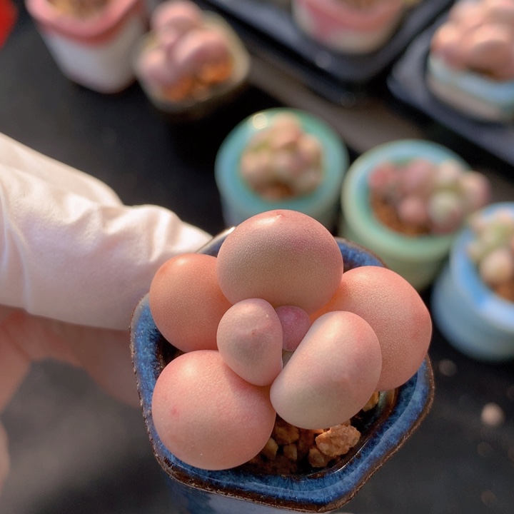 黄金奶酪 单头 木质 