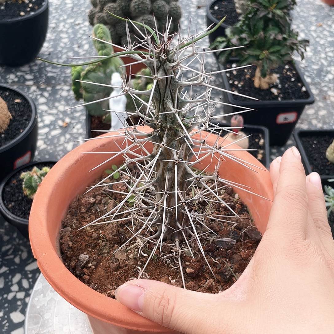 66666666666666666666