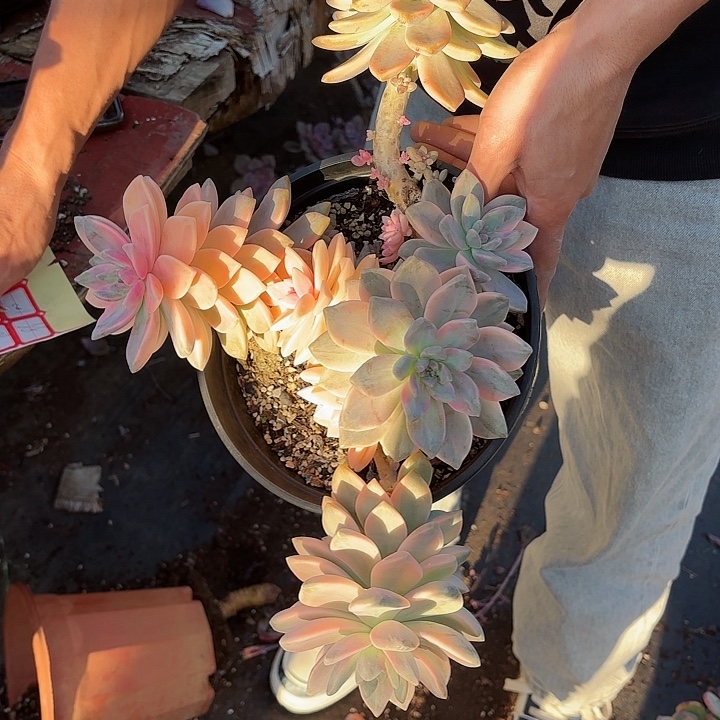 一物一拍多肉淡雪锦93号