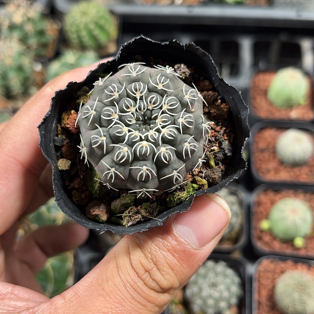 白刺精选瑞昌玉单头发货