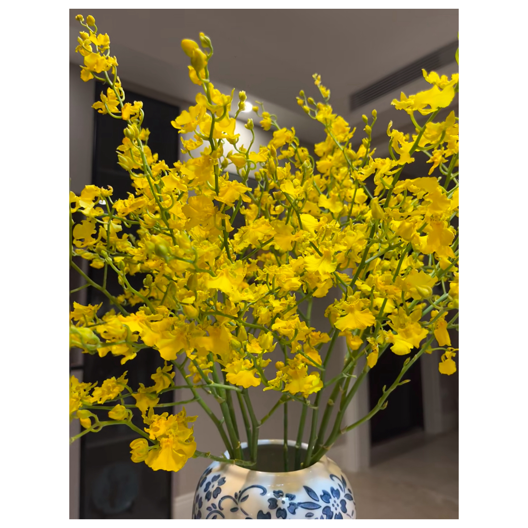 柠檬黄跳舞兰鲜切花高档配花花期长适合家养水养