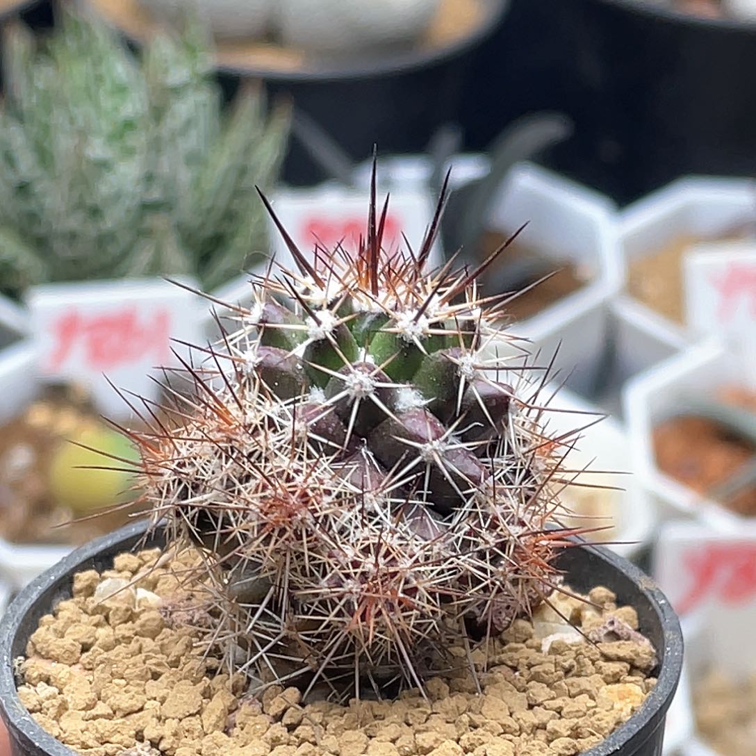 实生紫皮黑刺宝塔丸仙人球