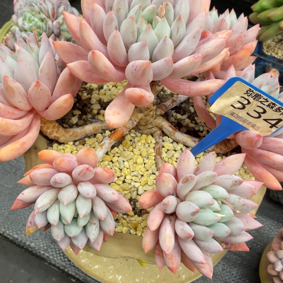 Z***g弥鹿之森一物一拍