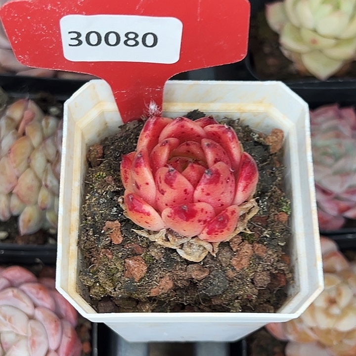 霏***的糖心。      30080号。  