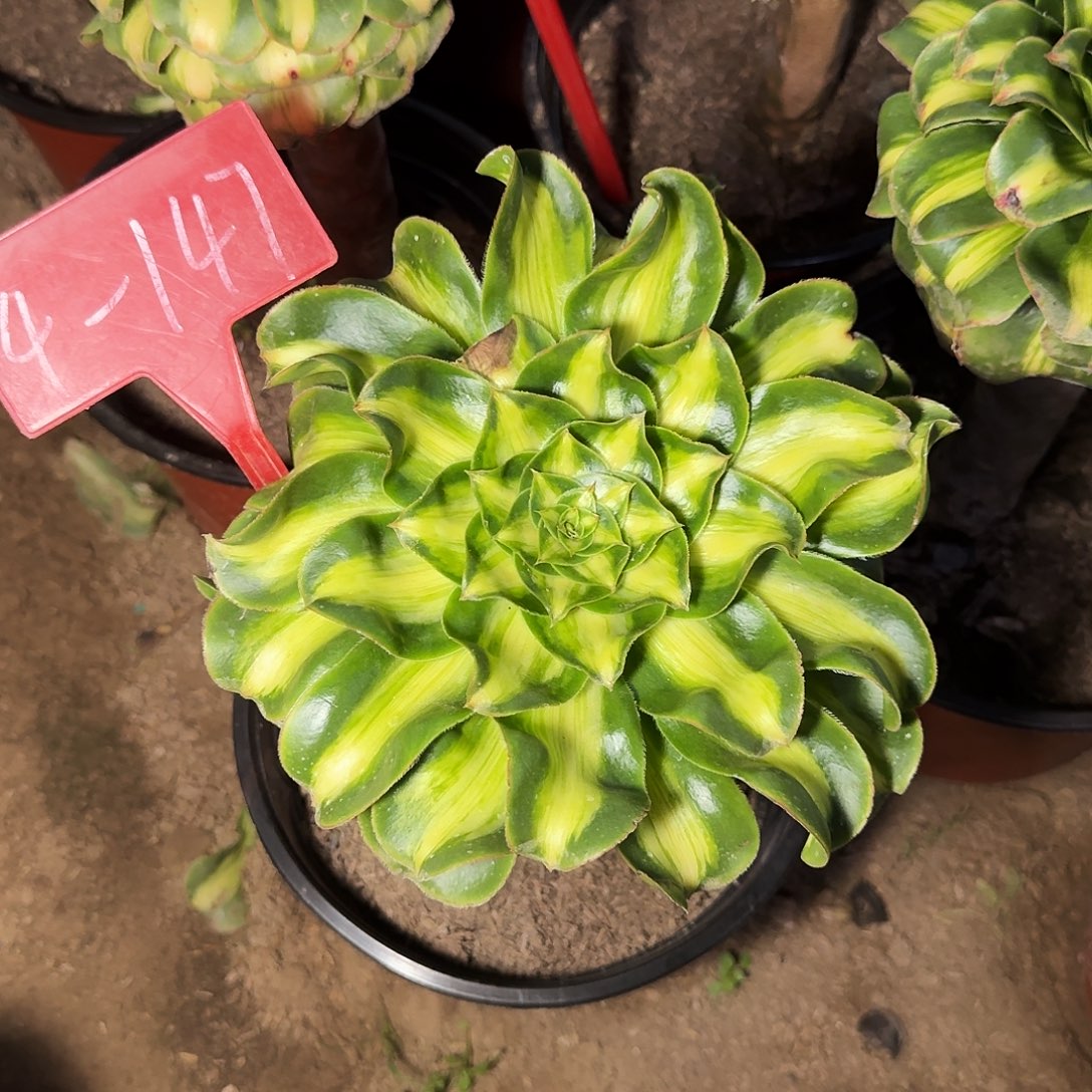 4-147暴君多肉法师