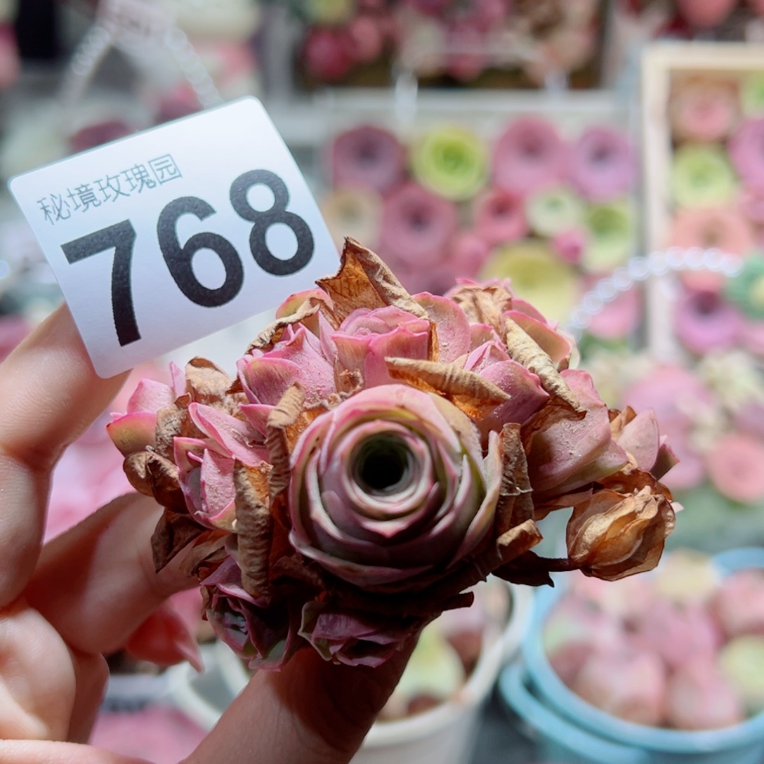768落樱群。           