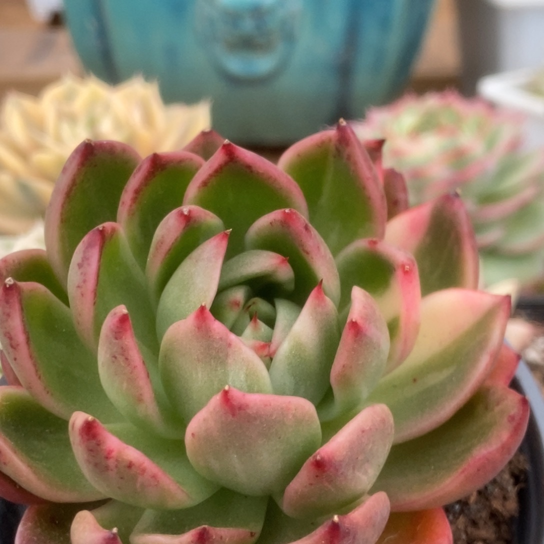 447卡利斯托锦锦锦锦锦