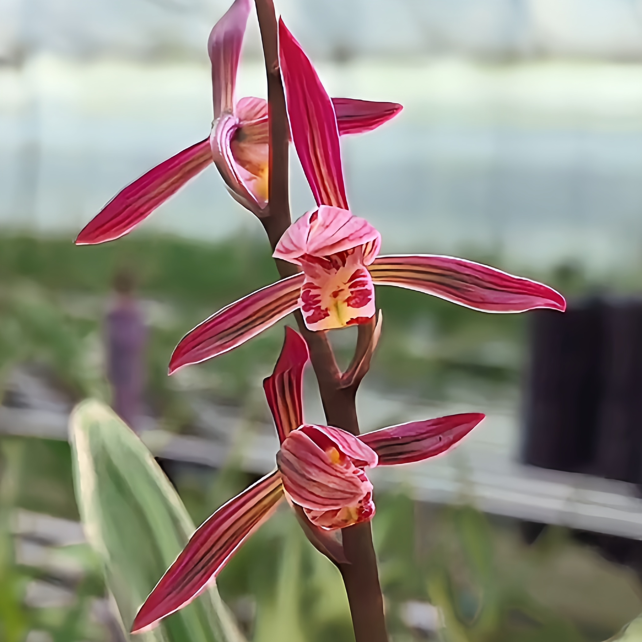 【达摩】墨兰铭品 12月-次年3月花期 山区自然苗 易养活阳台养兰