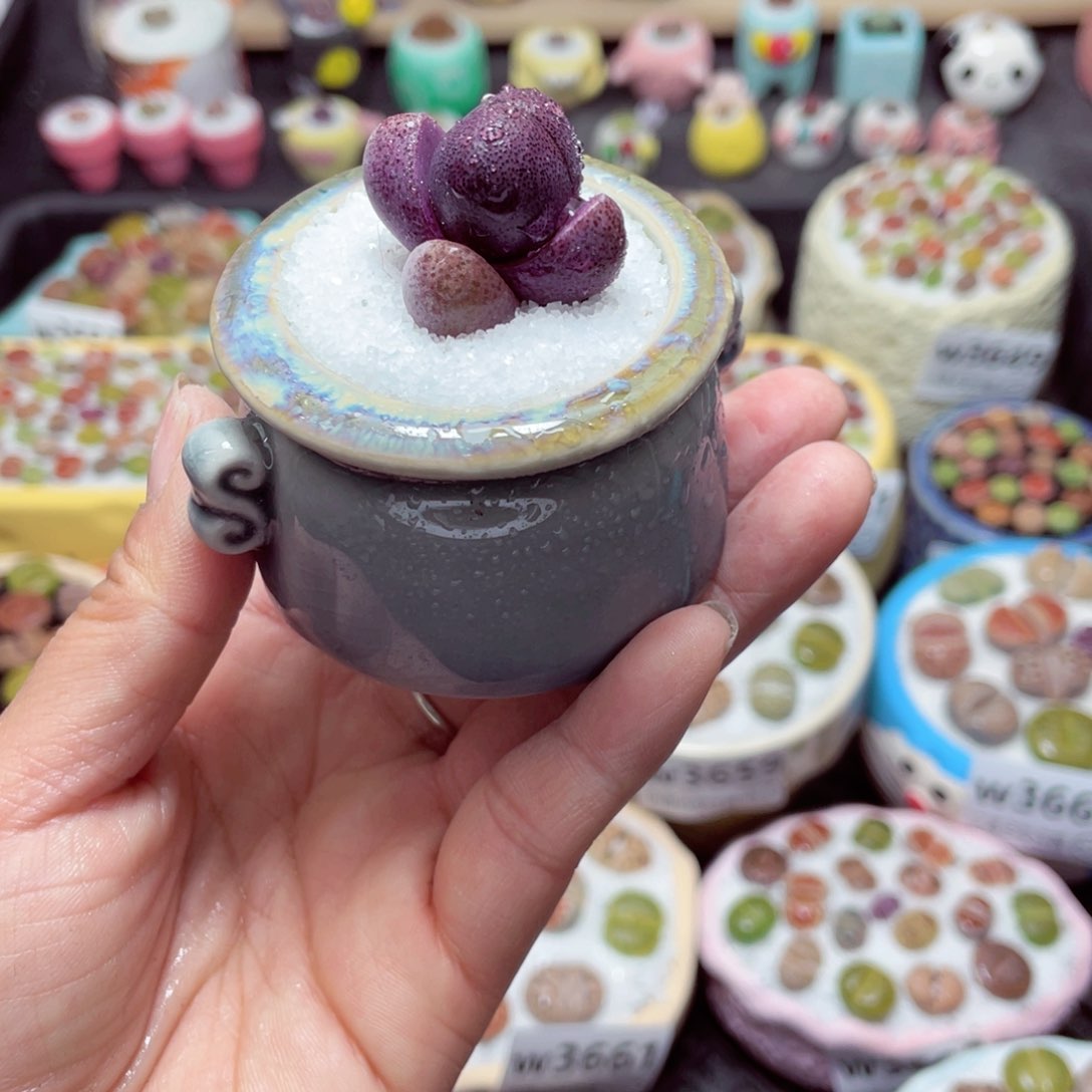 w3665 带盆土发货-零下地区拍保温箱