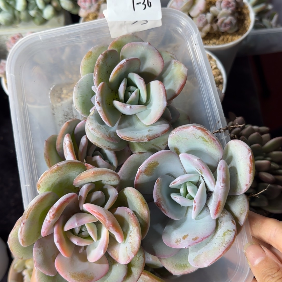 韩版奶茶5颗一物一拍1-36