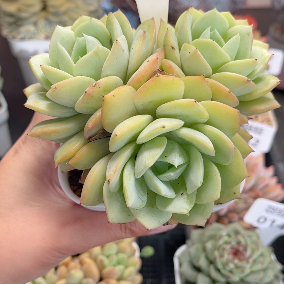 依***嫚多肉植物提取0129