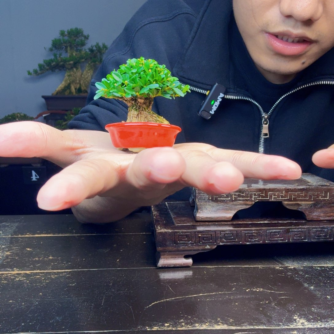 欣***瓜无花朵黄杨盆景一物一拍