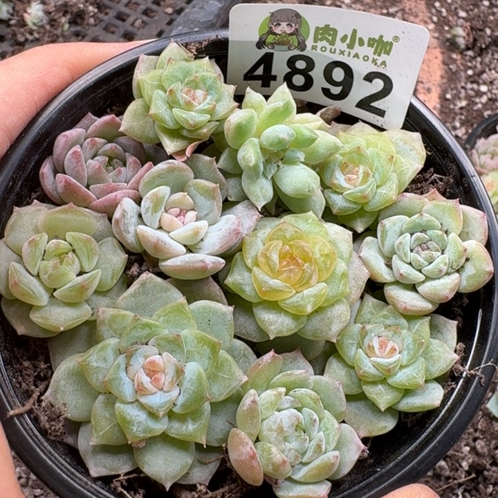 完全开放多肉植物多肉植物