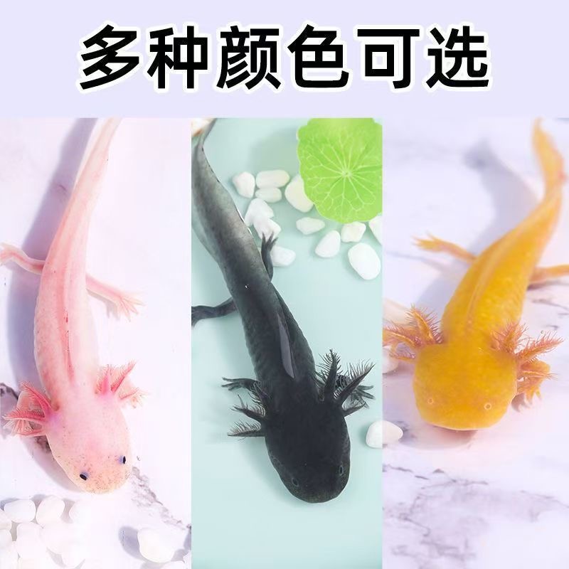 好养耐活无需打氧的六角恐龙冷水淡水观赏鱼小宠物蝾螈观赏鱼