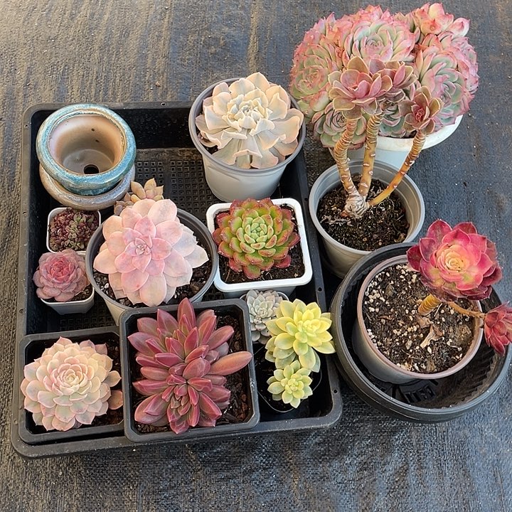 喜***p13颗精品多肉带盆发货