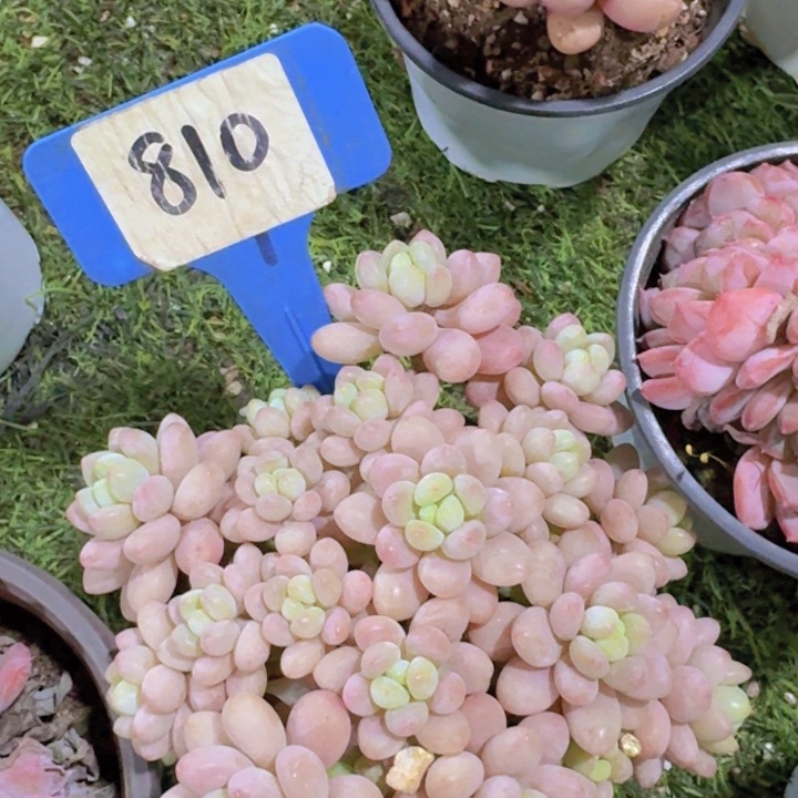 健健康康平平安安