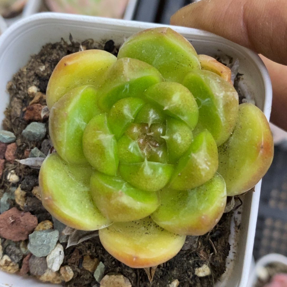  精品多肉一物一拍不包整205