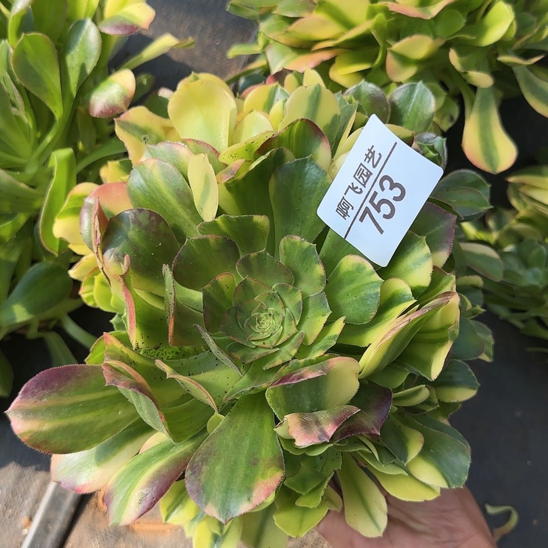 753多肉 邵羞七彩法师