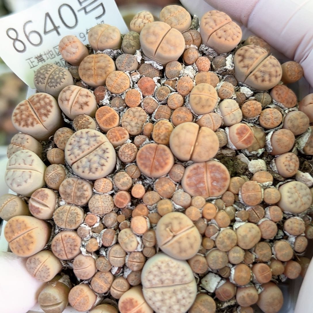 8640脑纹玉大年份小个头7.5cm盆