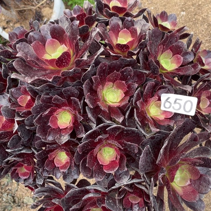 650多肉植物梅花迫迪