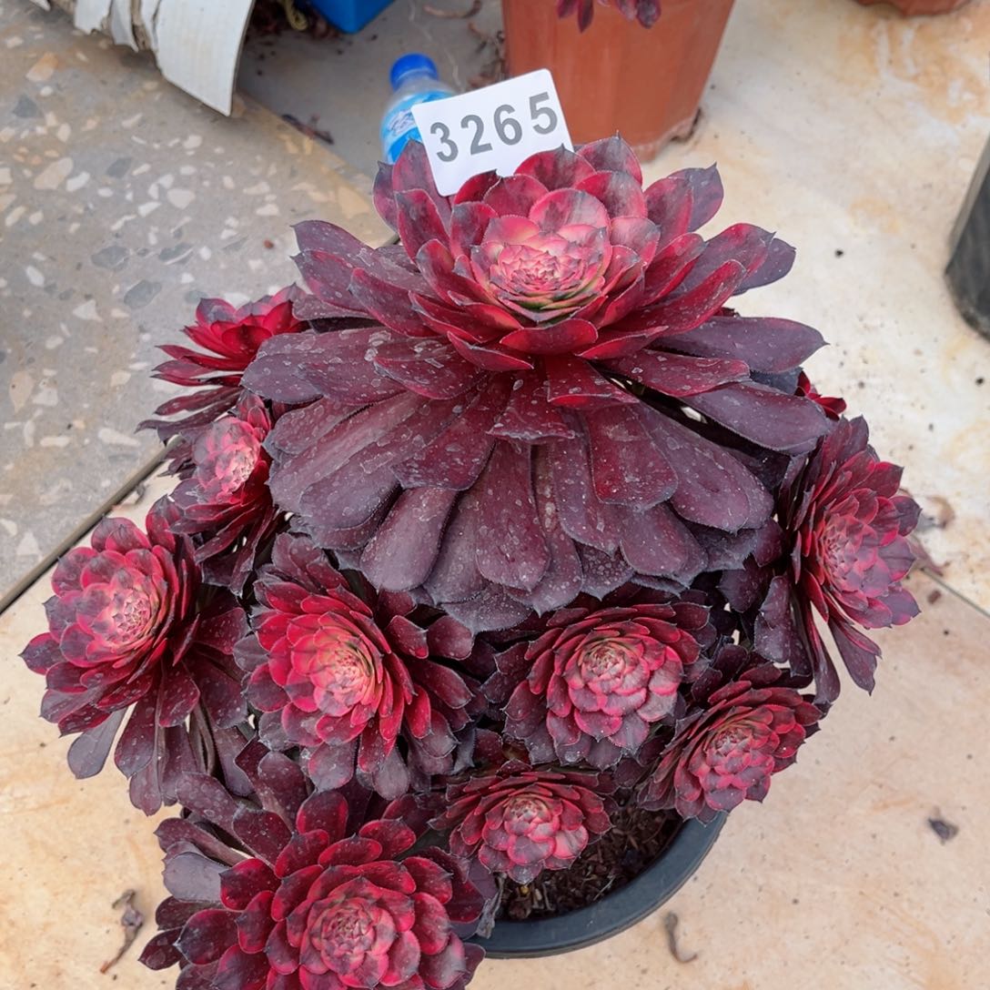 烟花老桩不售后多肉