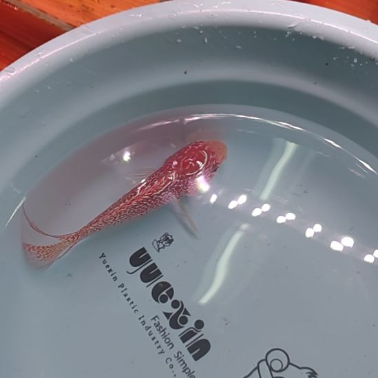 海水鱼66666666666666