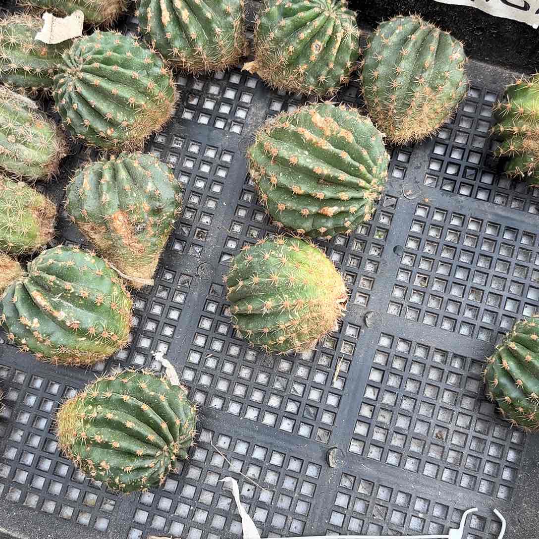 15品瑕痴仙人球20包邮