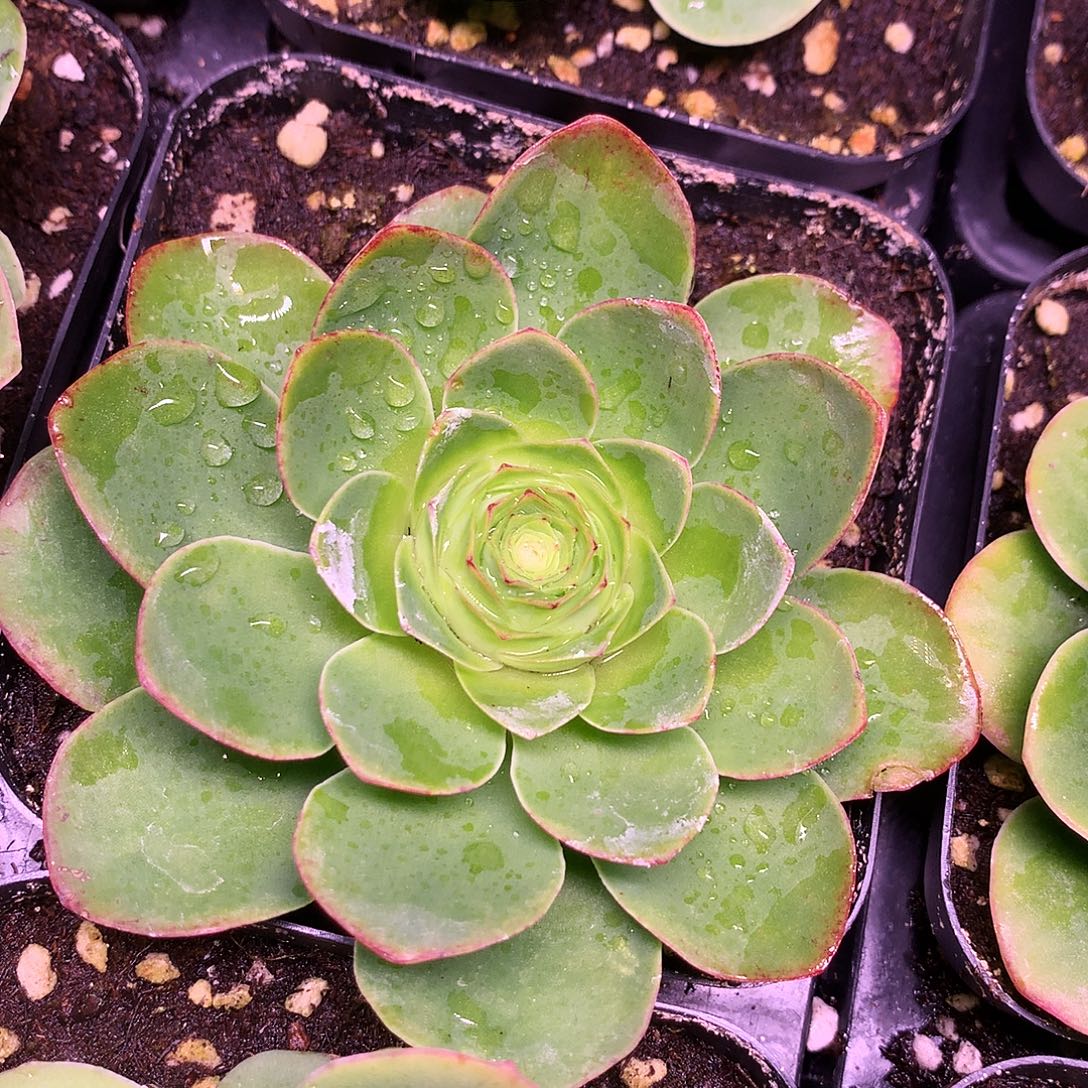 秋红叶一山地玫瑰