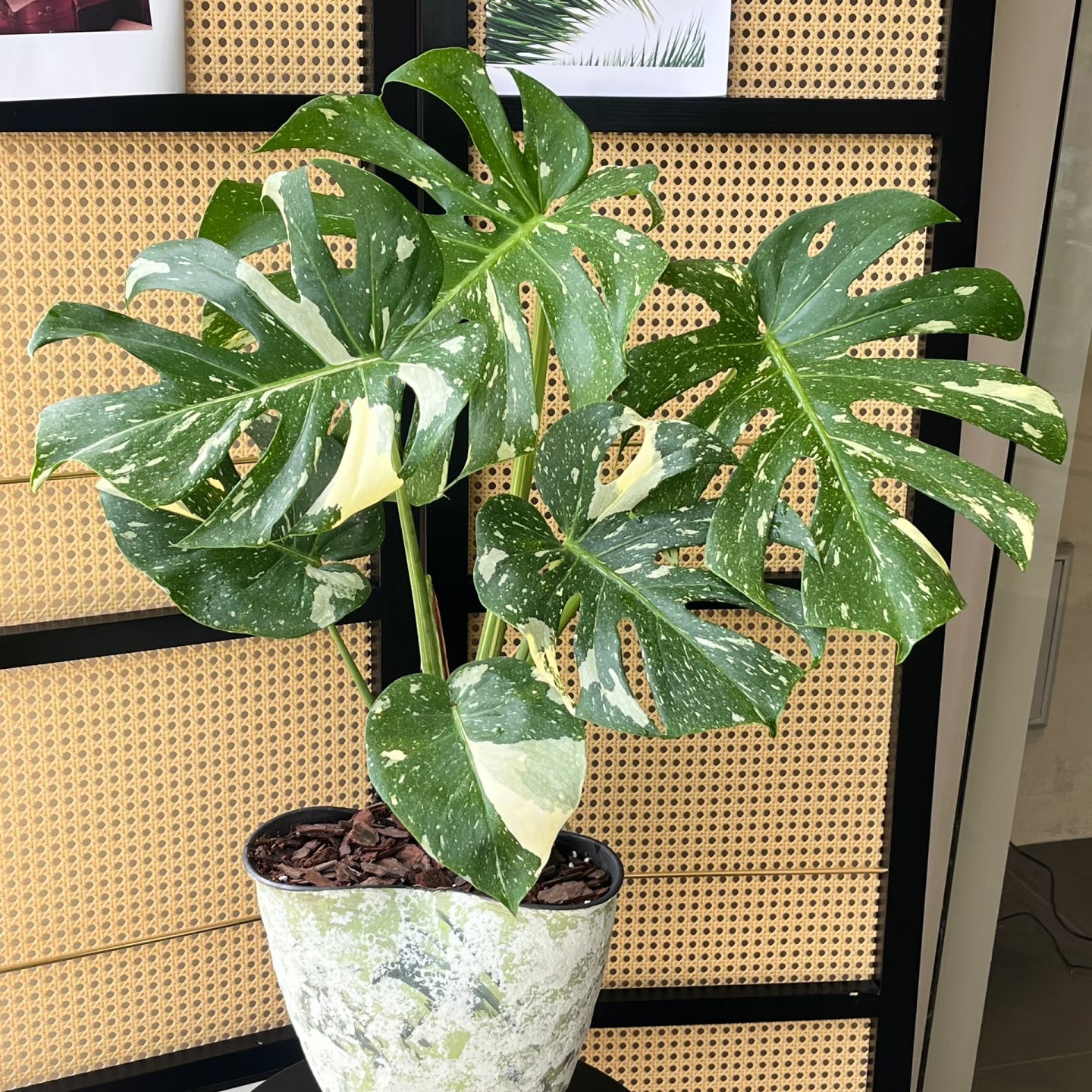 净化空气洒金龟背竹轻奢(不含盆）小众轻盈灵动热植