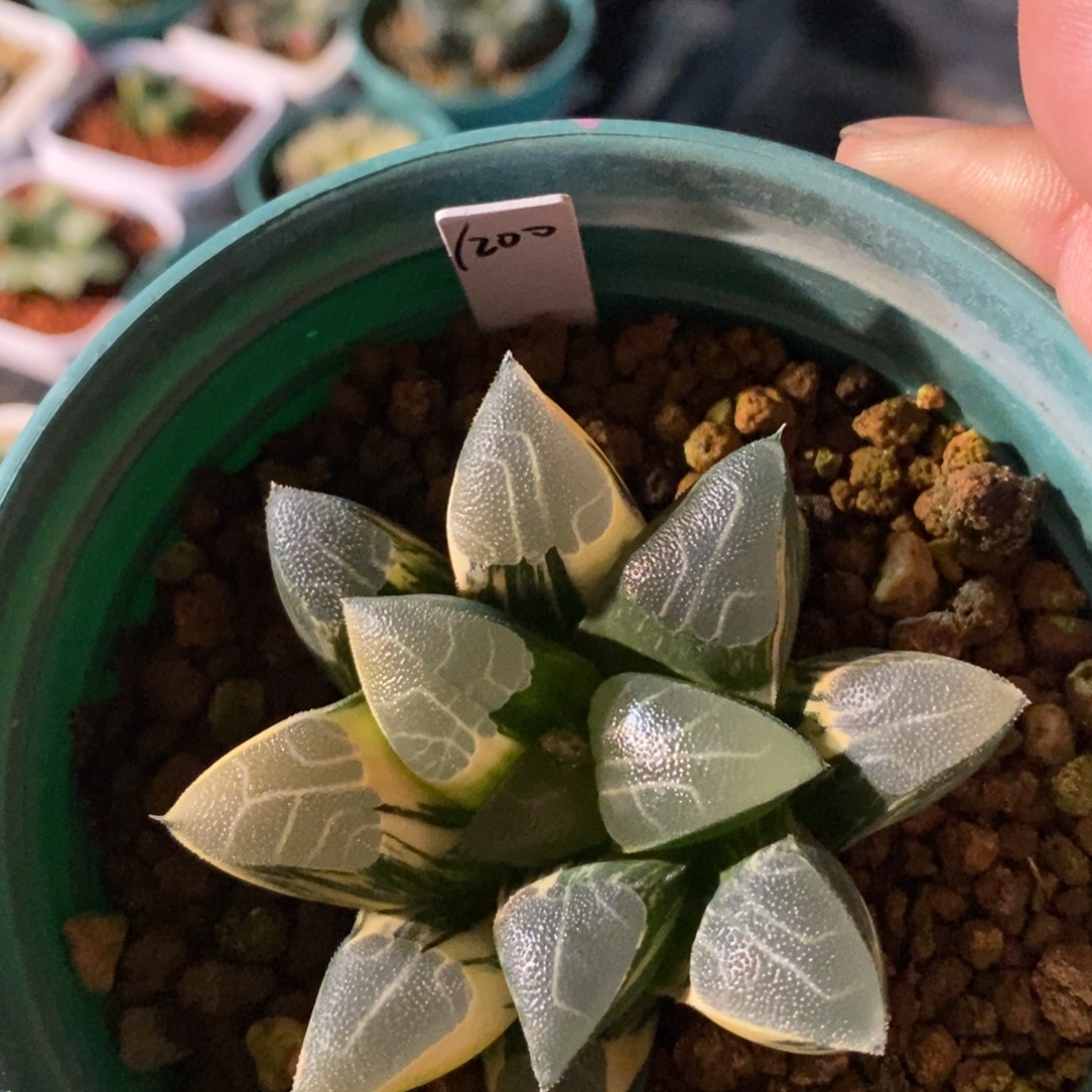 一颗实生克锦 新年福利