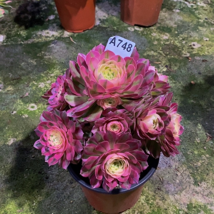 倾城多肉植物748