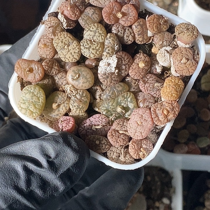 桃喜花园0130-172勋章切糕