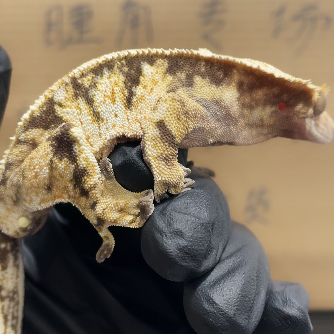 睫角守宫2025122（25）全品睫角，有点歪尾